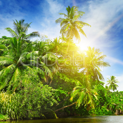 Tropical palm forest on the river bank