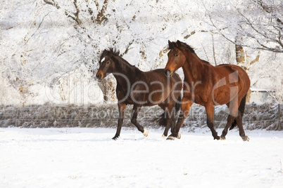 zwei Pferde im Schnee