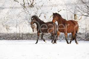 zwei Pferde im Schnee