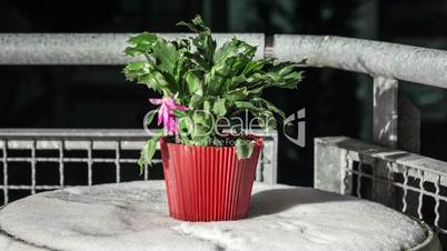 Christmas cactus with freezing Rain and Snow Time Lapse