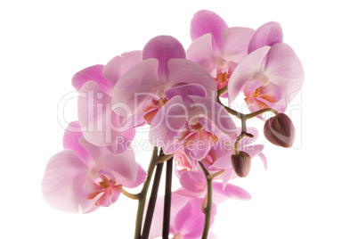 Beautiful pink orchid