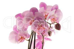 Beautiful pink orchid