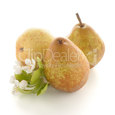 Three ripe pears