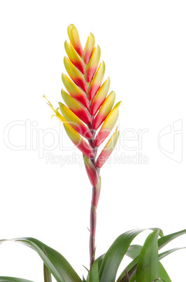 Bromelia Flower