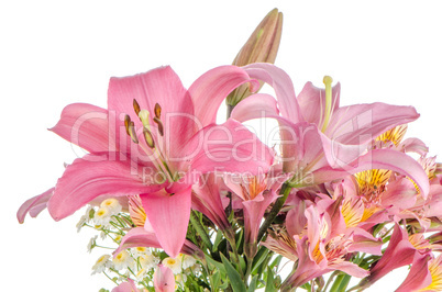 Pink lilies