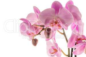 Beautiful pink orchid