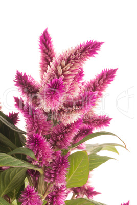 Cockscomb celosia spicata plant