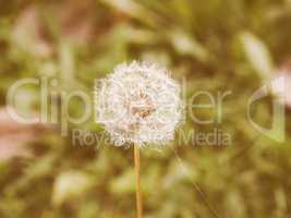 Retro looking Dandelion flower