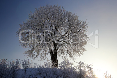 Kastanienbaum im Winter