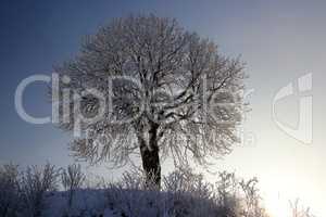 Kastanienbaum im Winter