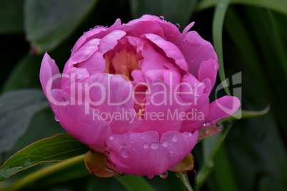 Rosa Pfingstrose mit Wasserperlen