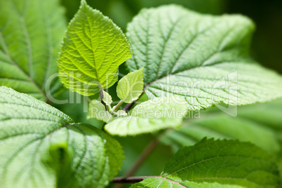 green leaf background