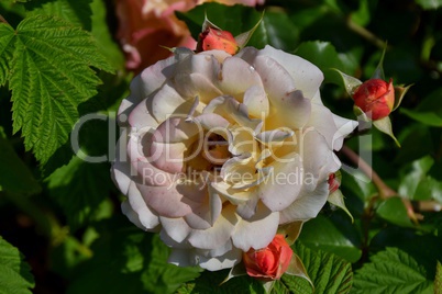 Cremefärbige Rose