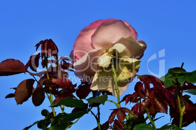 Rose Herberstein und tiefblauer Himmel