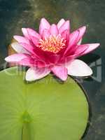 pink Nymphaea