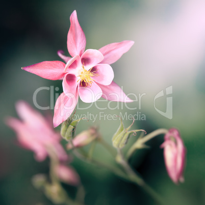 pink Aquilegia