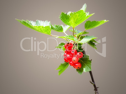 red currant