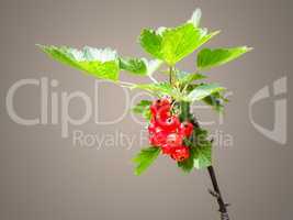 red currant