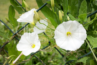 white Calystegia