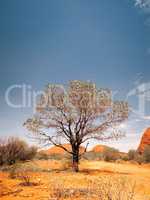 australia desert tree