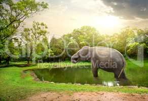 Elefant, bathing  in lake