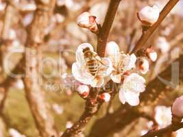 Retro looking Bee fetching nectar from flower