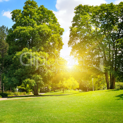 summer park with beautiful green lawns