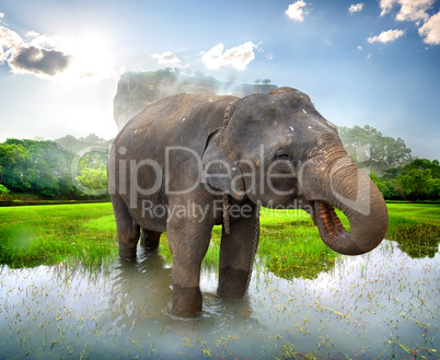 Elephant near Sigiriya