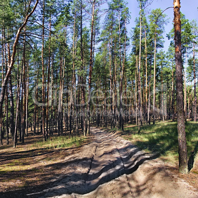 Country road in a pine forest