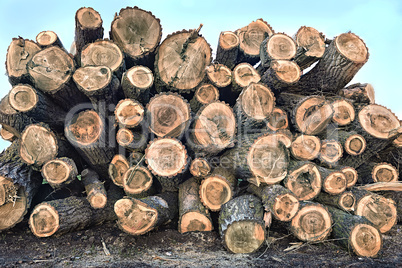 Big pile of logs lying in a field