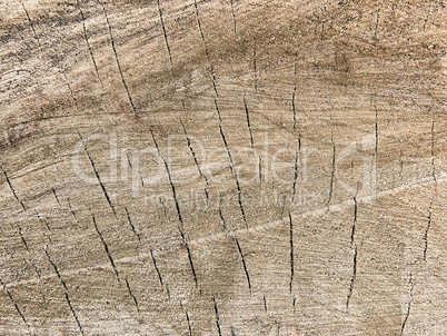 stump texture closeup as background