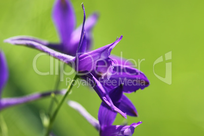 beautiful violet wildflower on the green, macro