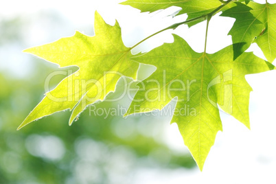 tree branch with green leaves