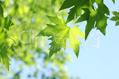 tree branch with green leaves