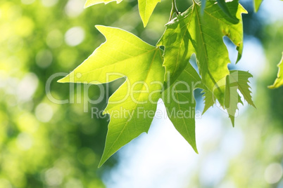 tree branch with green leaves