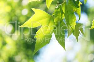 tree branch with green leaves