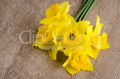 Jonquil flowers