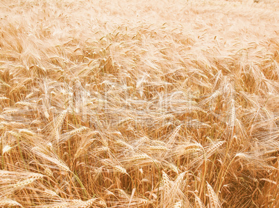 Retro looking Barleycorn field