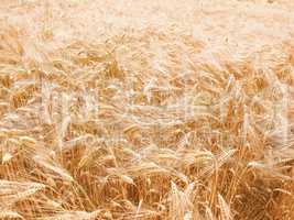 Retro looking Barleycorn field