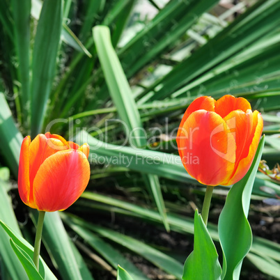 tulips in the garden flowerbed