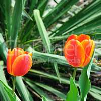 tulips in the garden flowerbed