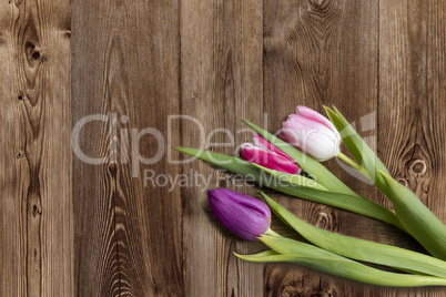 Tulips on wooden background