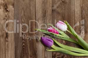 Tulips on wooden background