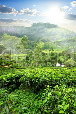 Fields of tea