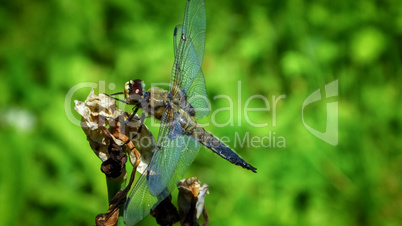 Dragonfly on the shore