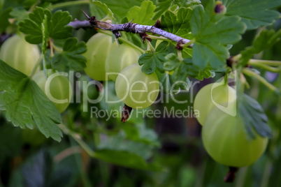 Gooseberries in the garden