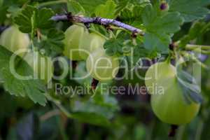 Gooseberries in the garden