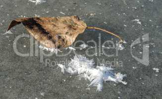 Fallen leaf on the ice
