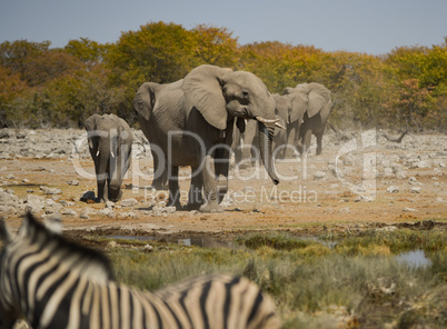 Elefantenherde in Namibia Afrika