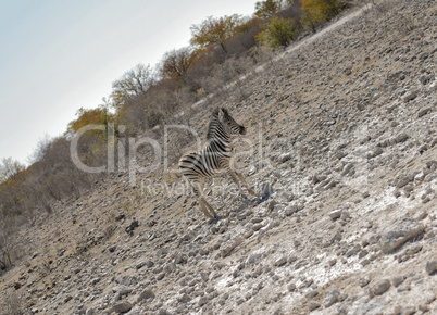 Zebra in Namibia Afrika